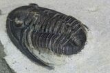 Cornuproetus Trilobite Fossil - Morocco #125207-3